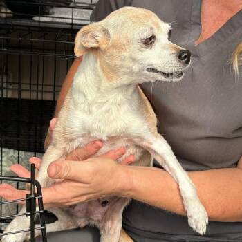 Claire -  Chihuahua Dog for Adoption in Fairfax Station, Virginia - Claire | PetCurious