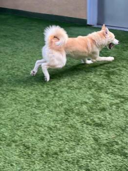 Siberian Husky Dogs Available for Adoption - Geralt | PetCurious