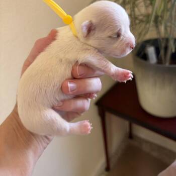Dill -  Chihuahua Dog for Adoption in Sacramento, California - Dill | PetCurious