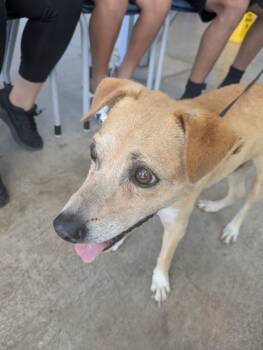 Rescue Chihuahua and Mixed Breed Dogs for Adoption in Fort Worth, Texas - Jake | PetCurious