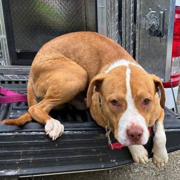 Sloppy Joe -  Pit Bull Terrier and Mixed Breed Dog for Adoption in East St. Louis, Illinois - Sloppy Joe | PetCurious