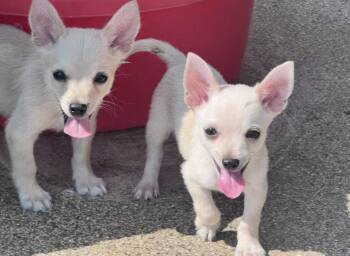 Rocky -  Chihuahua Dog for Adoption in Forney, Texas - Rocky | PetCurious