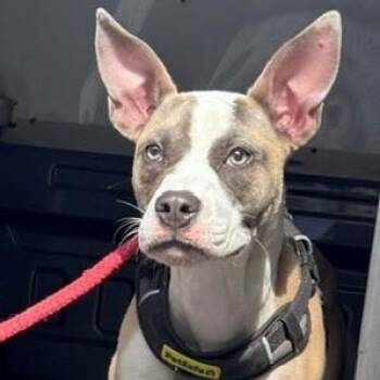 Nyla -  Mixed Breed Dog for Adoption in Allegan, Michigan - Nyla | PetCurious