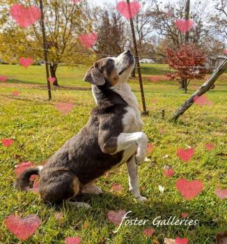 Rescue Coonhound and Husky Dogs for Adoption in Spring Hill, Tennessee - Ariat | PetCurious