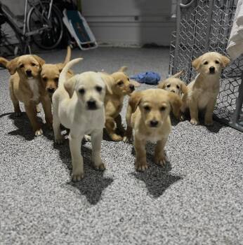 Labrador Retriever and Mixed Breed Dogs Available for Adoption in Broomfield, Colorado - Cowan / Merlot | PetCurious