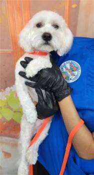 GRADY -  Maltese Dog for Adoption in San Bernardino, California - GRADY | PetCurious