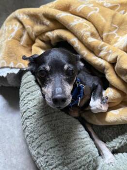 Renesme -  Chihuahua and Mixed Breed Dog for Adoption in Bellevue, Washington - Renesme | PetCurious