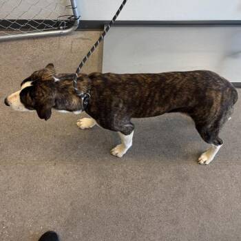 Mixed Breed Dogs Available for Adoption - 103261 | PetCurious