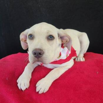 Labrador Retriever and Terrier Dogs Available for Adoption in Leesburg, Alabama - Wendy | PetCurious