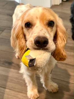Julius -  Cocker Spaniel Dog for Adoption in Austin, Texas - Julius | PetCurious