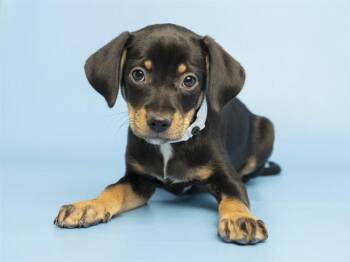 CARMELLO -  Miniature Pinscher and Cairn Terrier Dog for Adoption in Phoenix, Arizona - CARMELLO | PetCurious