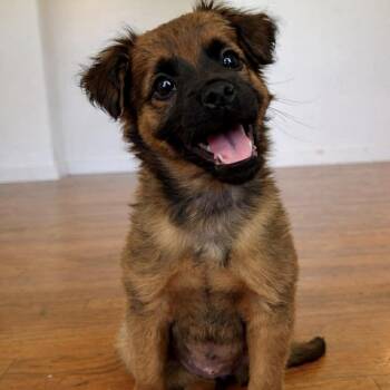 Pekingese Dogs Available for Adoption - SUZY | PetCurious