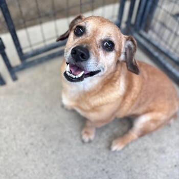 Simon -  Cardigan Welsh Corgi and Dachshund Dog Available for Adoption in San Pablo, California - Simon | PetCurious