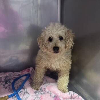 Rescue Poodle Dogs for Adoption in Northbrook, Illinois - Maverick | PetCurious