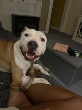 Kiya -  Pit Bull Terrier and Staffordshire Bull Terrier Dog for Adoption in Holly Springs, North Carolina - Kiya | PetCurious