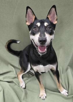 Rescue Mixed Breed Dogs for Adoption in Frankfort, Indiana - Sparrow | PetCurious