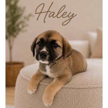 Haley -  Anatolian Shepherd and Mixed Breed Dog for Adoption in Phoenix, Arizona - Haley | PetCurious