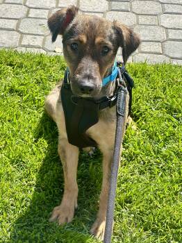German Shepherd Dog and Corgi Dogs Available for Adoption - Natasha 27-lb  | PetCurious
