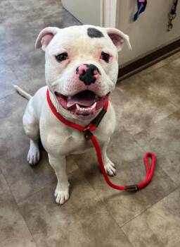 Bark Twain -  American Bulldog Dog for Adoption in Springfield, Ohio - Bark Twain | PetCurious