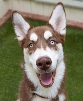 Clyde -  Husky Dog for Adoption in Encinitas, California - Clyde | PetCurious