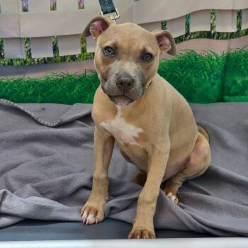 Bryce -  Mixed Breed Dog for Adoption in Huntsville, Alabama - Bryce | PetCurious