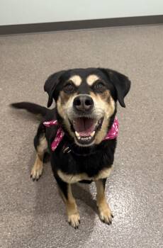 Rescue Mixed Breed Dogs for Adoption in Sault Ste. Marie, Michigan - Tasha | PetCurious