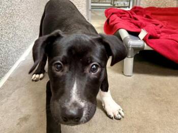 CALLIOPE -  Pit Bull Terrier and Mixed Breed Dog for Adoption in Santa Rosa, California - CALLIOPE | PetCurious