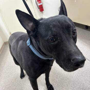 Shepherd and Pit Bull Terrier Dogs Available for Adoption - Bowie | PetCurious