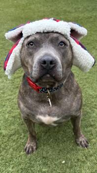Rescue Pit Bull Terrier Dogs for Adoption in Los Angeles, California - Flintstone Is A Sweetheart | PetCurious