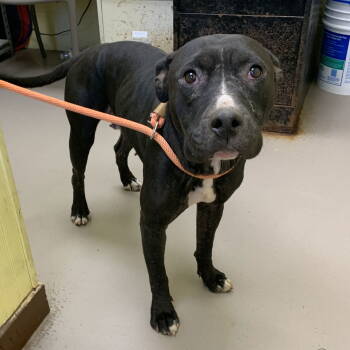 Rescue American Bulldog Dogs for Adoption in Crossville, Tennessee - PAJAMA PRINCESS | PetCurious