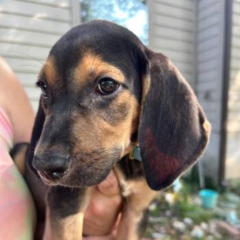 Boots -  Coonhound Dog for Adoption in Austin, Texas - Boots | PetCurious