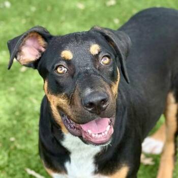 Nick -  Mastiff Dog for Adoption in Red Bluff, California - Nick | PetCurious