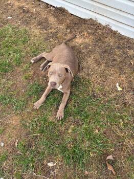 Pit Bull Terrier Dogs Available for Adoption in Little Rock, Arkansas - Jewell | PetCurious