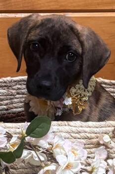 Plott Hound and Labrador Retriever Dogs Available for Adoption in Brookfield, Wisconsin - Georgia | PetCurious