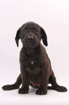 Rescue German Shorthaired Pointer and Mixed Breed Dogs for Adoption in Morton Grove, Illinois - Zelda | PetCurious