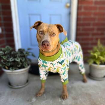 Poe -  Pit Bull Terrier Dog for Adoption in Martinez, California - Poe | PetCurious