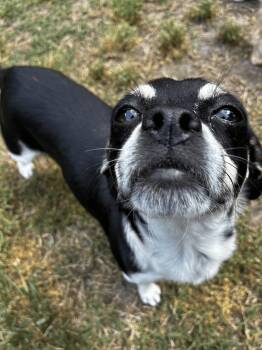 Jack Russell Terrier and Chihuahua Dogs Available for Adoption in Denver, North Carolina - Grace | PetCurious