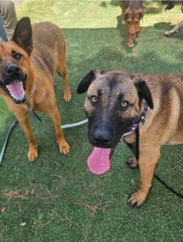 Yeti -  Anatolian Shepherd Dog for Adoption in Sedalia, Colorado - Yeti | PetCurious