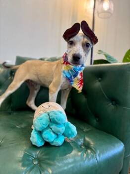 Tanner Too Cute -  Pit Bull Terrier and Pointer Dog for Adoption in Friendswood, Texas - Tanner Too Cute | PetCurious