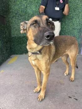 Zeus / Drago -  German Shepherd Dog and Mixed Breed Dog for Adoption in El Paso, Texas - Zeus / Drago | PetCurious