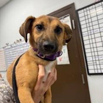 Dolly Parton -  Chihuahua and Mixed Breed Dog for Adoption in Durango, Colorado - Dolly Parton | PetCurious