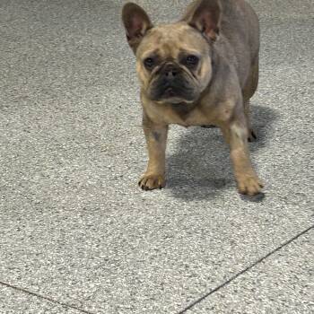 French Bulldog Dogs Available for Adoption - Friendly Farah  | PetCurious