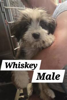 MO Whiskey -  Shih Tzu Dog for Adoption in Warrenton, Missouri - MO Whiskey | PetCurious