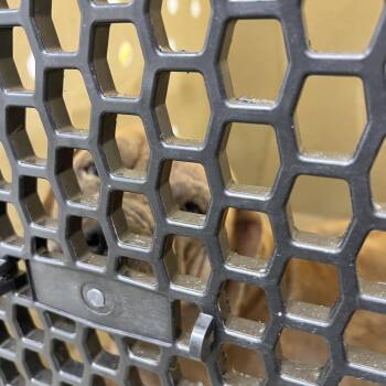 71951 -  Shar Pei and Mastiff Dog for Adoption in Harrisonburg, Virginia - 71951 | PetCurious