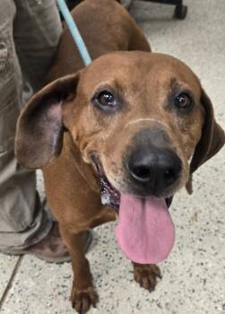 Ozzy -  Redbone Coonhound Dog for Adoption in Saint Clairsville, Ohio - Ozzy | PetCurious