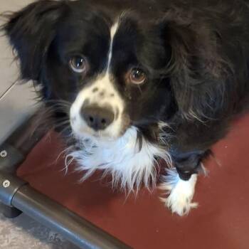Spaniel and Shih Tzu Dogs Available for Adoption in Yreka, California - Freckles | PetCurious