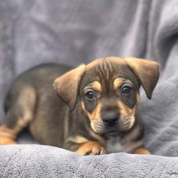 Shepherd and Labrador Retriever Dogs Available for Adoption in San Diego, California - Dakota Pup - Aberdeen | PetCurious