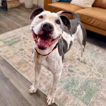 Georgie Smiles Best Smile Around Town -  Pit Bull Terrier Dog for Adoption in Friendswood, Texas - Georgie Smiles Best Smile Around Town | PetCurious