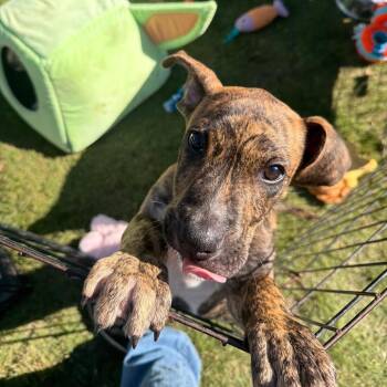 Marble -  American Bully and Plott Hound Dog for Adoption in Ennis, Texas - Marble | PetCurious
