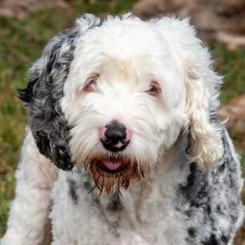 Cockapoo Dogs Available for Adoption - Blizzard | PetCurious